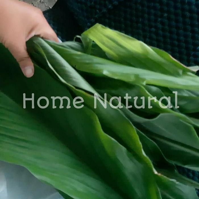 

Daun kunir segar / Daun kunyit ( 1kg )