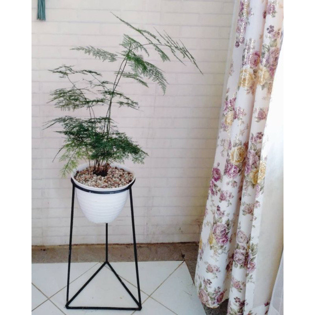 Tanaman hias asparagus - tanaman asparagus
