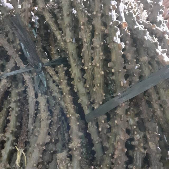 

cod BrotowaliJamu Pahit Untuk Kesehatan 500gram ,TS