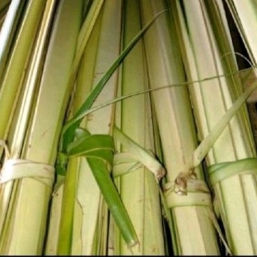 

Daun klapa muda 30 pcs' daun janur kuning .