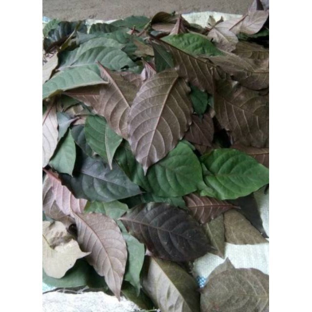 

HalimunHerbal Daun Ungu Daun Handeuleum Segar Per 100 Helai Murah Fresh Segar Kopi Hitam