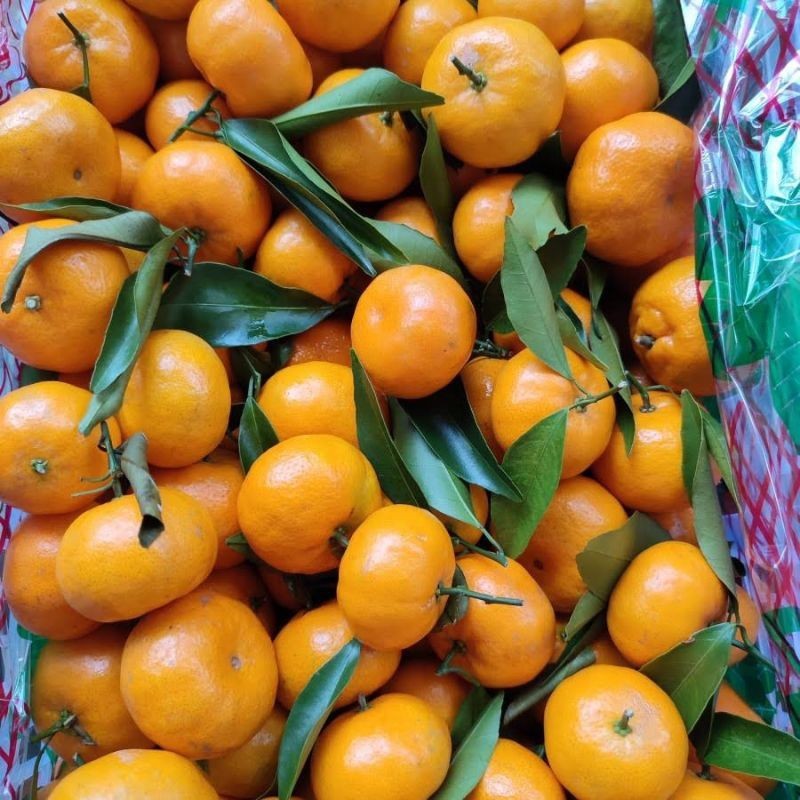 

Jeruk Santang daun 1kg