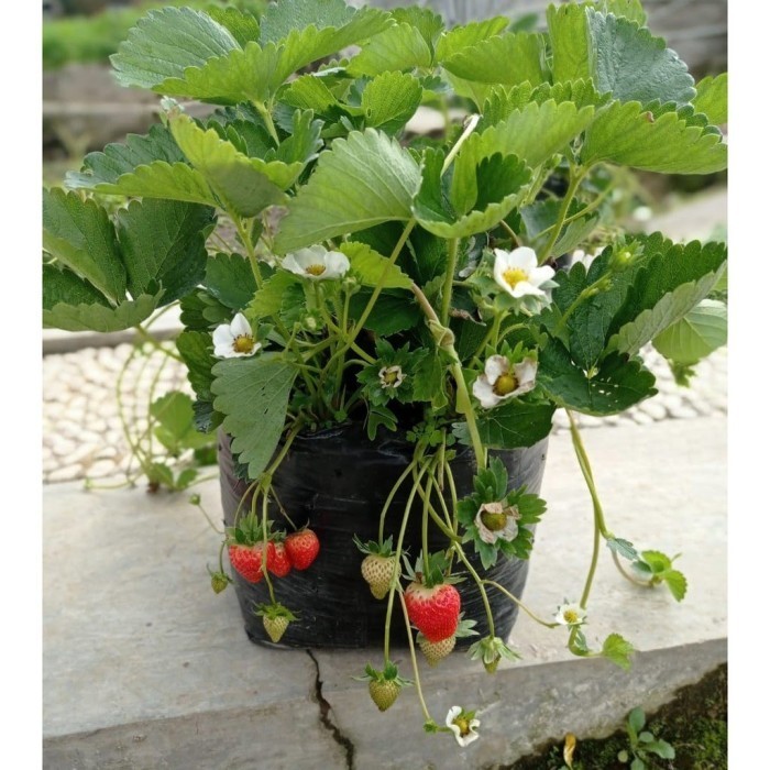 Bibit tanaman buah strawberry jumbo