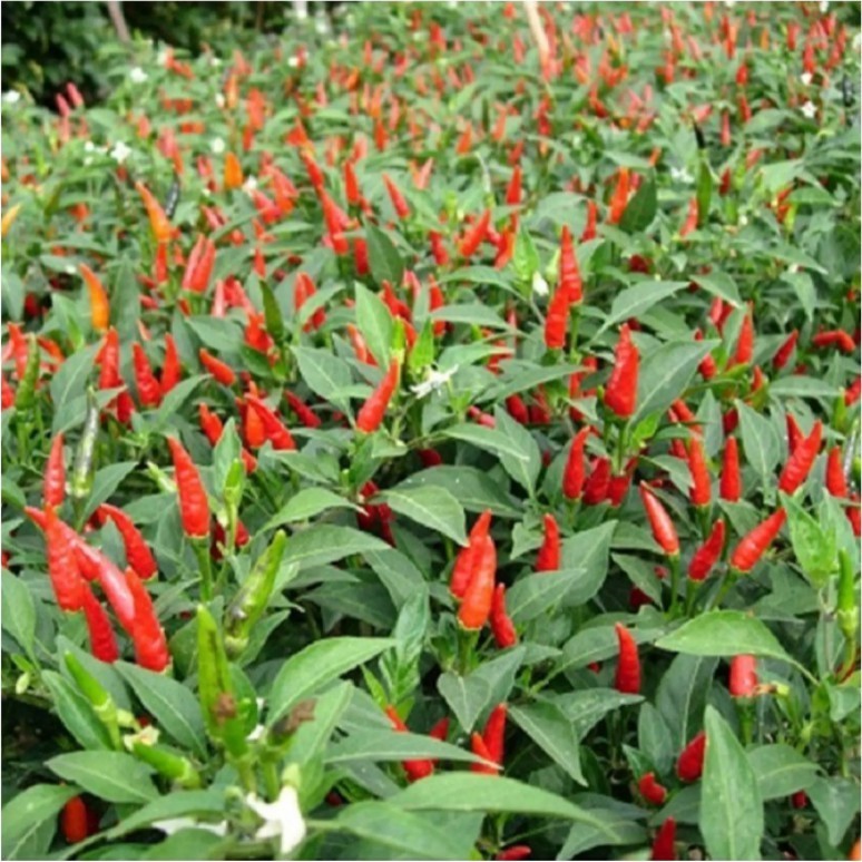 CABE RAWIT BARA - 20Biji / Benih / bibit CABAI BARA / CABE BARA -