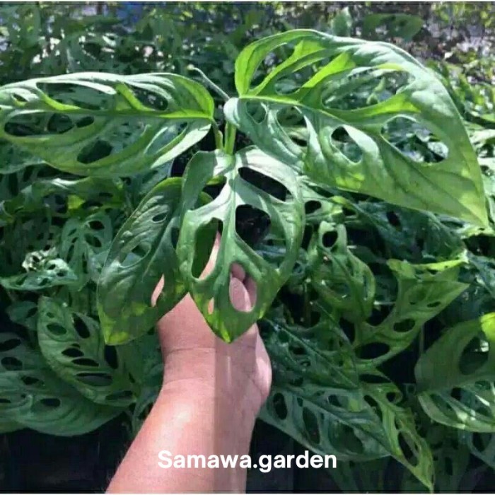 tanaman hias monstera janda bolong / tanaman hidup janda bolong
