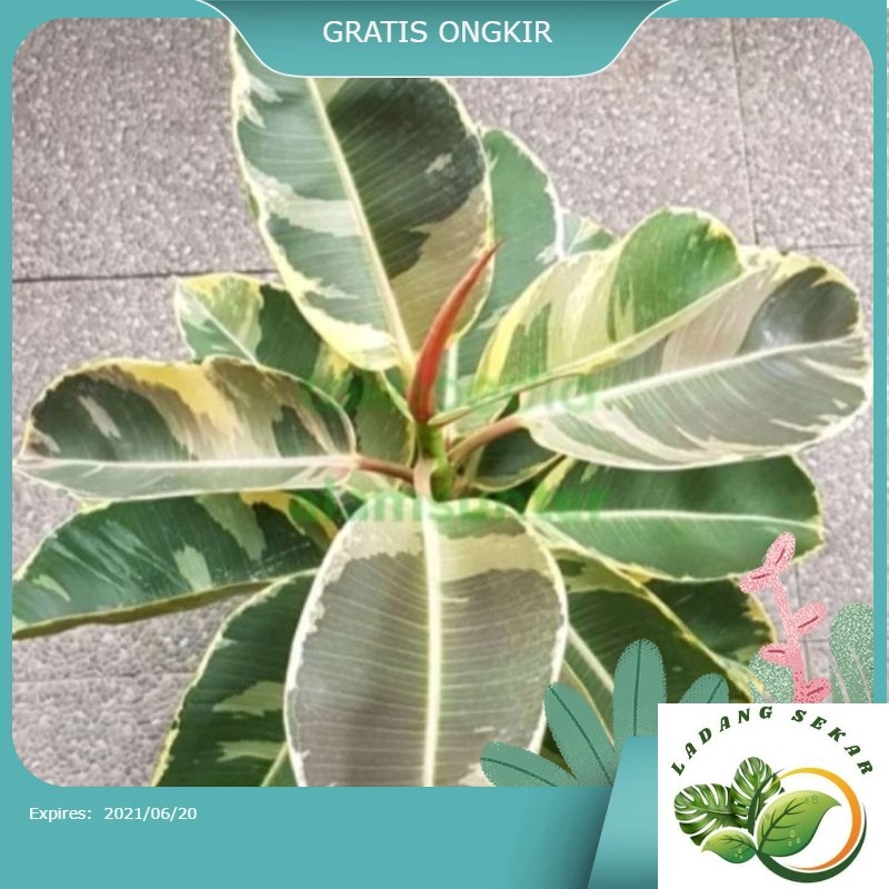 PROMO TANAMAN Ficus karet kebo varigata Dan Merah