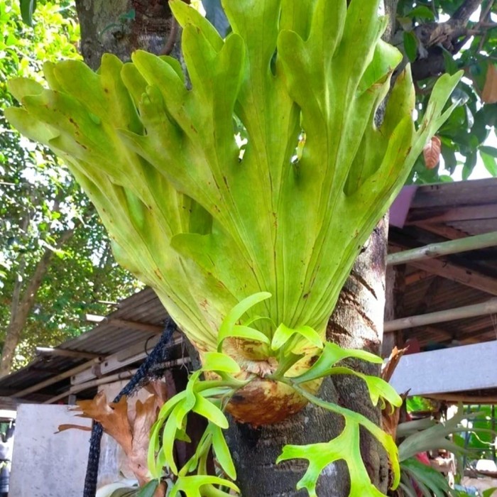Tanaman hias kadaka platycerium coronarium - Kadaka gantung coronarium