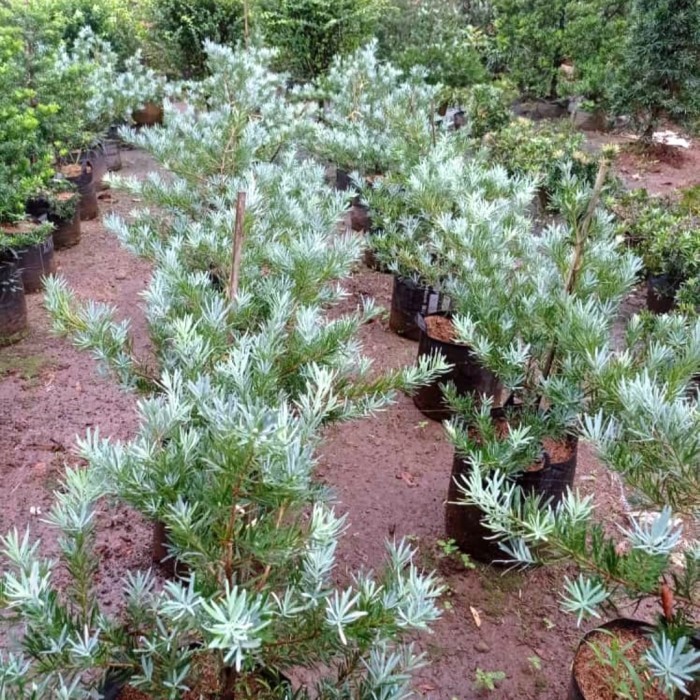 bibit tanaman lohansung blue ice silver - lohansung silver