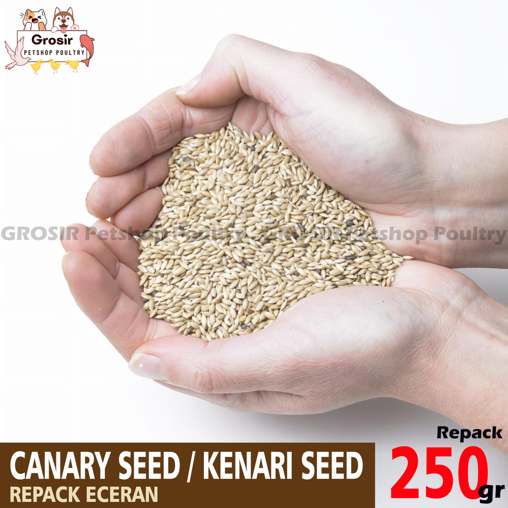 Kenari seed vita canary seed vita repack 250 gram