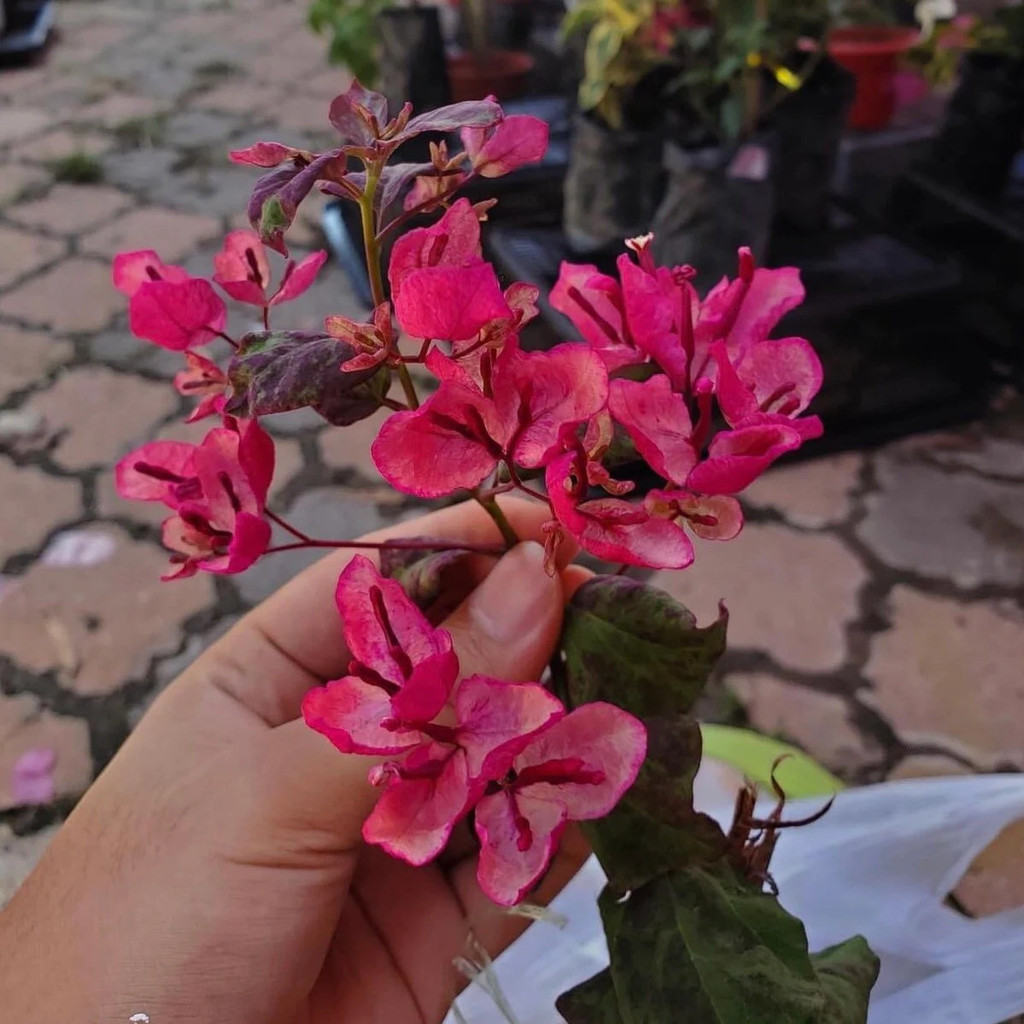 Bibit Bunga Bugenvil Black Maria / Bougenville Black Maria / Bunga Kertas Bugenvil Bougenville