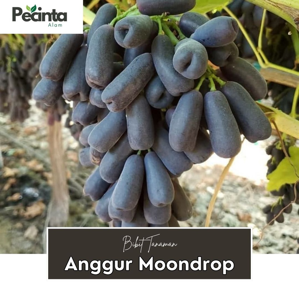 

anggur import mondroop