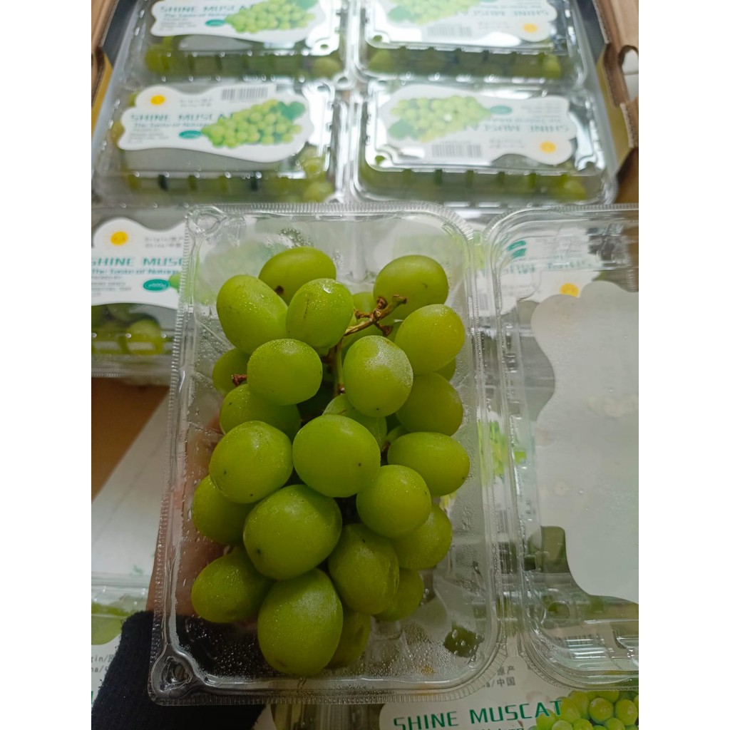 

Anggur shine muscat 500gr