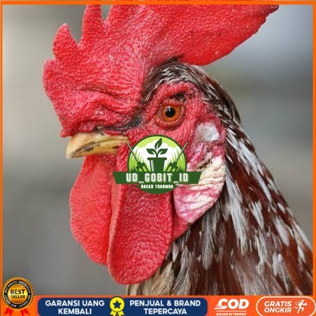 

Telur ayam albino mata merah / telur ayam hias fertil siap tetas UD_GOBIT_ID