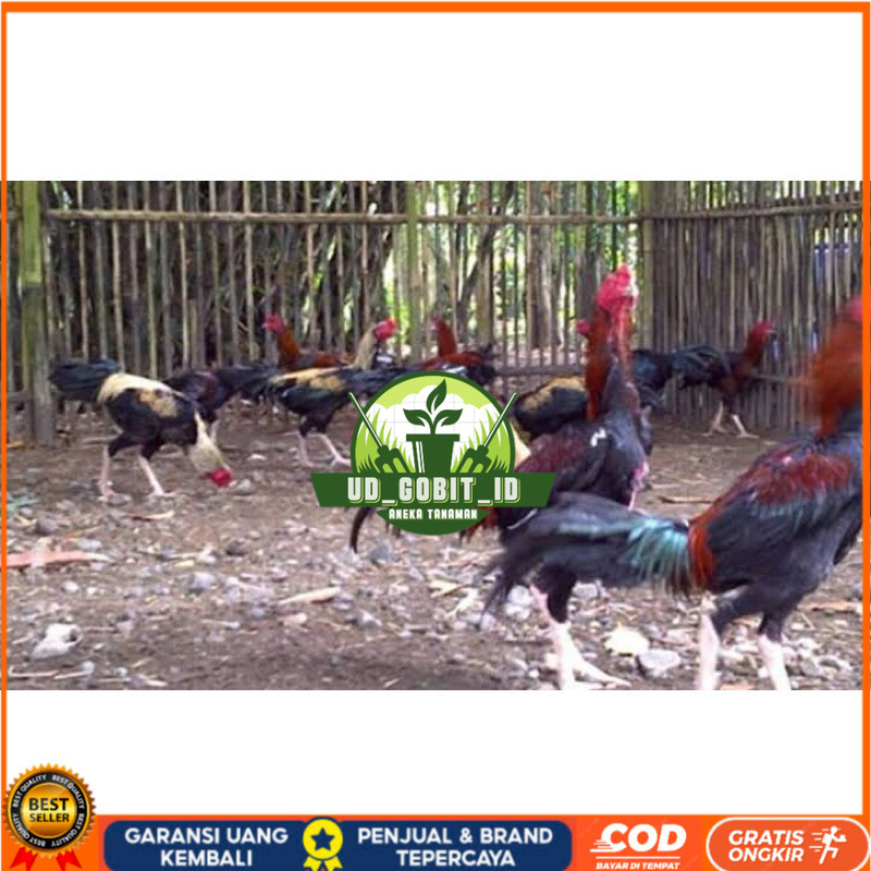 

TELUR FERTIL AYAM BK X AKA UNTUK DI TETASKAN UD_GOBIT_ID