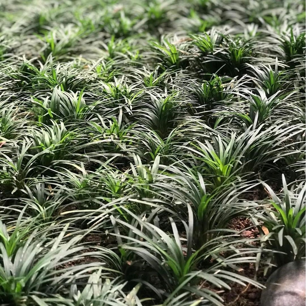 Tanaman Hias Rumput kucai Mini - Kucai mini pengganti rumput