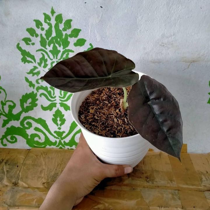 Tanaman hias Alocasia Black red invernalis - Alocasia infernalis