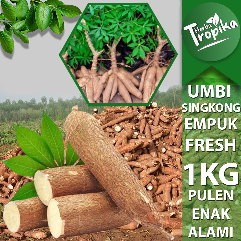 

Umbi Singkong Pulen Empuk Segar Casava Fresh 1 kg toko herba tropika