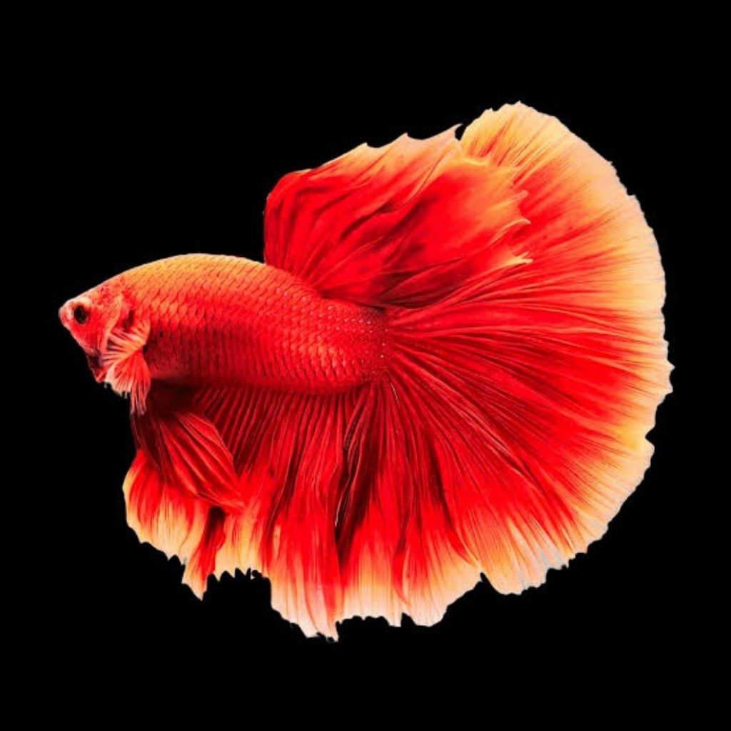 stiker cupang halfmoon SUPER RED indah hiasan aquarium