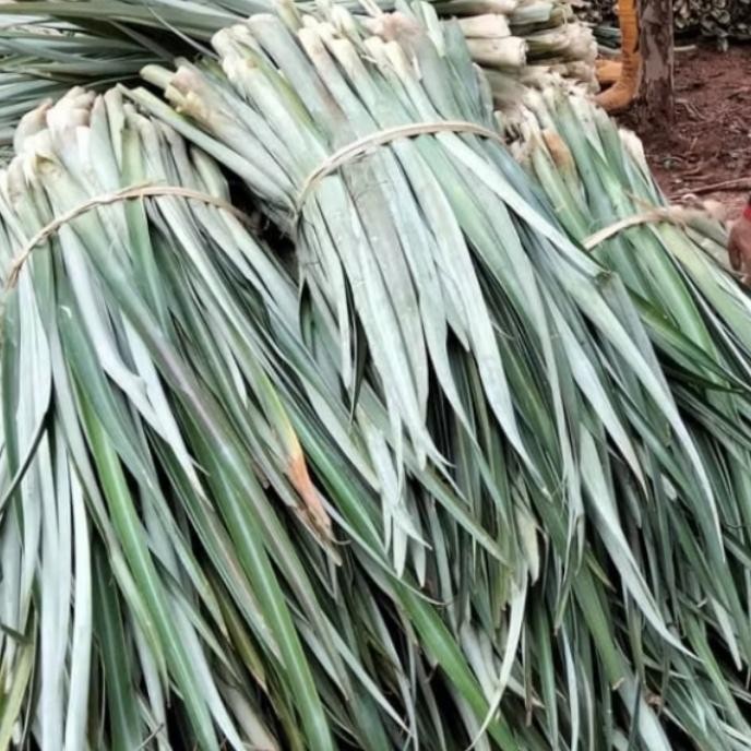 

ready stok promo 1 ikat daun nanas segar baru petik