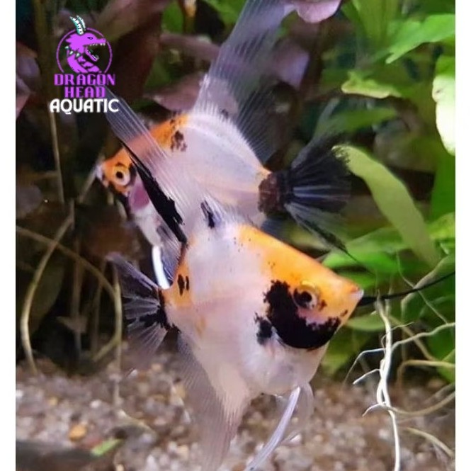 Manfish Red Koi  2.5 - 3 cm sz M- Perawatan Aquarium
