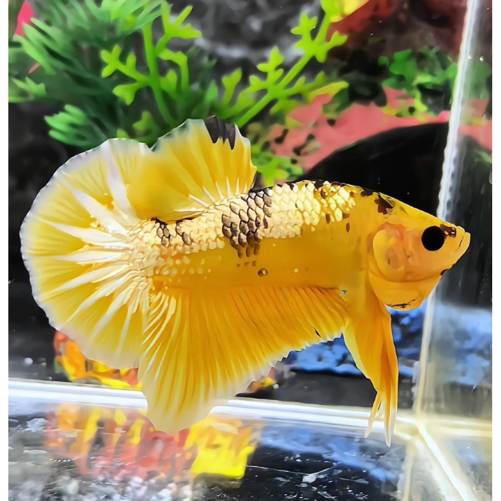 Hiasan Cupang FCCP yellow bahan Bagus