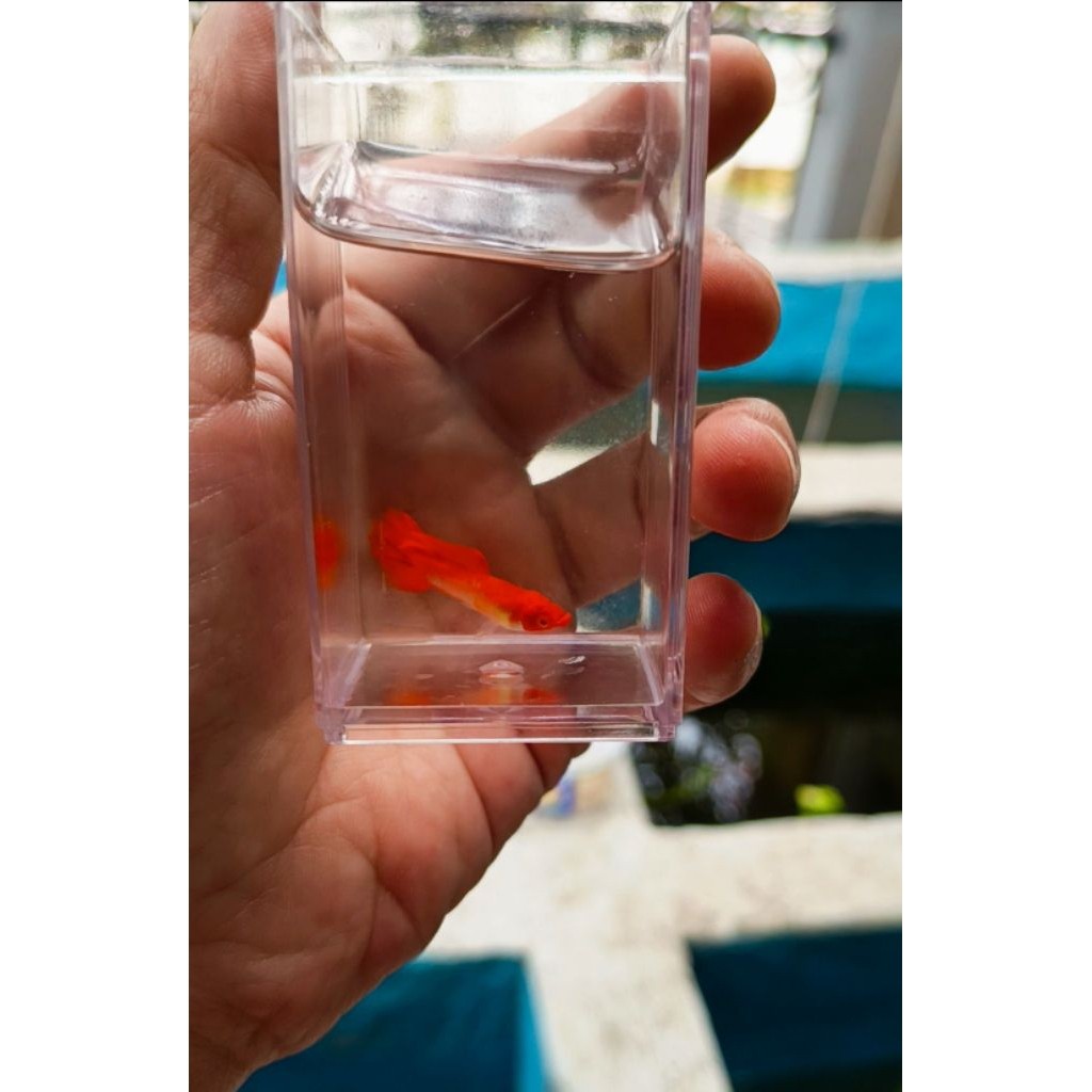 hiasan Albino King Koi Guppy albino king koi hiasan akuarium king koi guppy sepasang