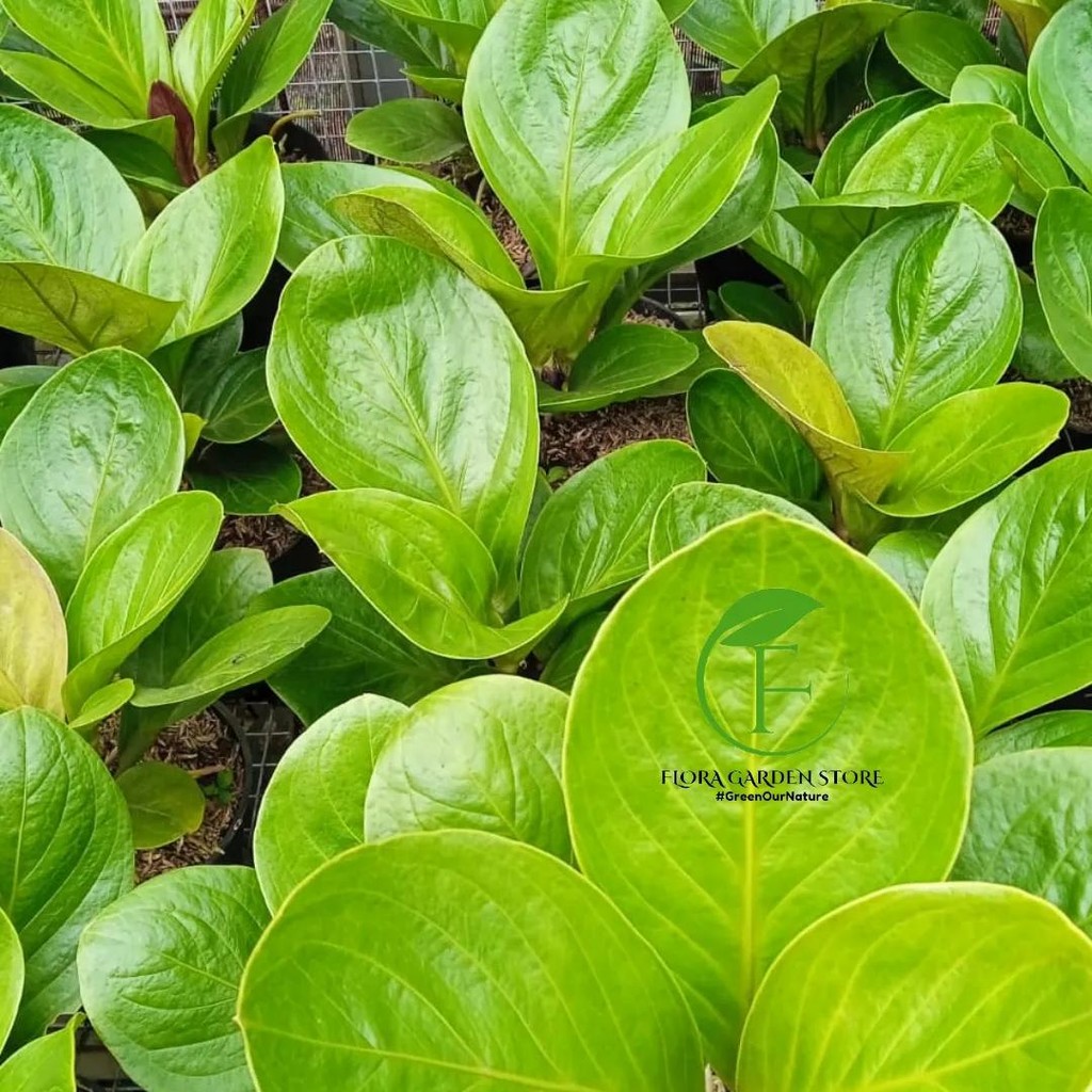 Tanaman hias anthurium mangkok lady gaga - anthurium mangkok