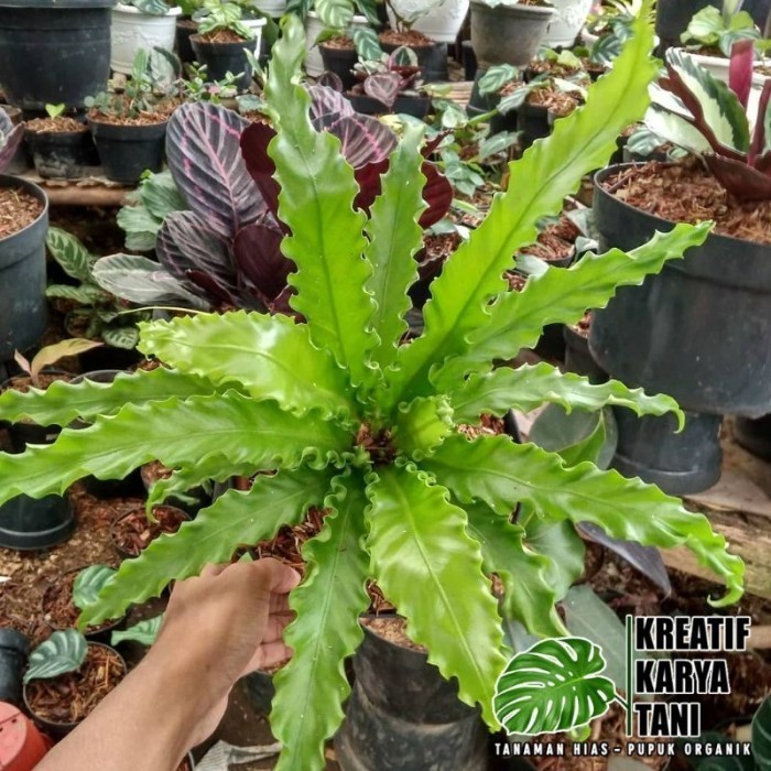 Tanaman hias kadaka osaka - Kadaka Osaka . .. . .