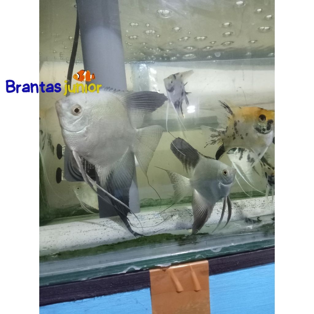 manfish Bsp 3-3,5 cm angel fish