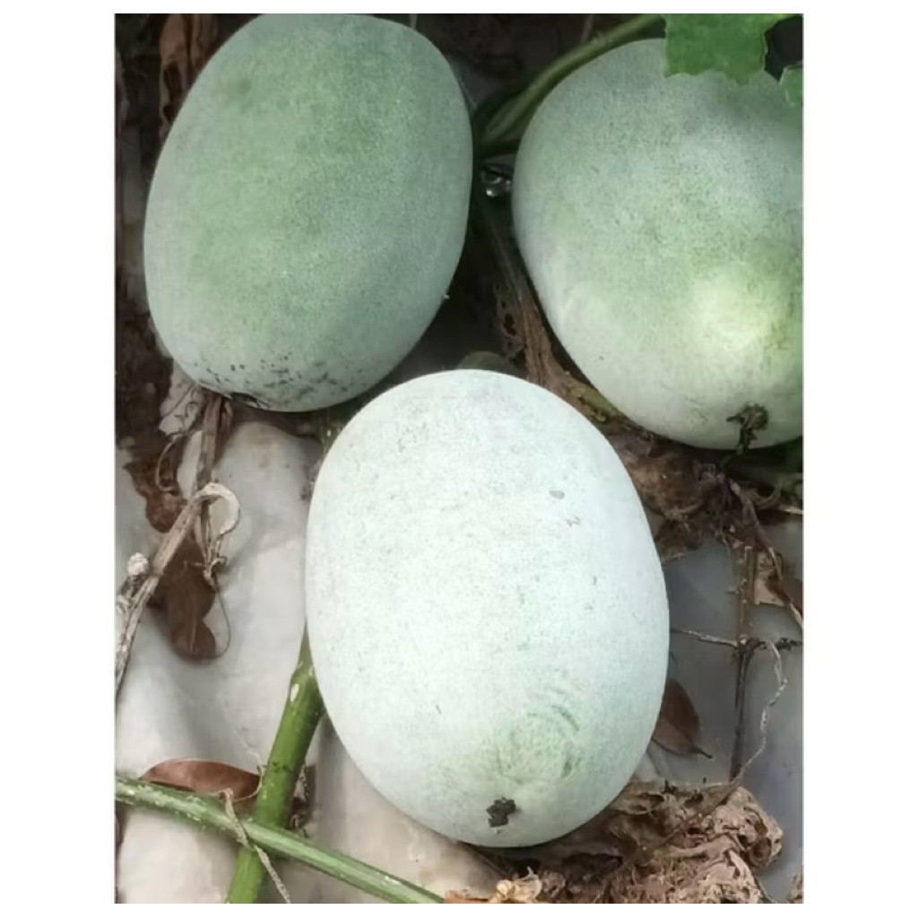 

buah kundur segar buah beligo baru petik 2,2 - 2,7kg