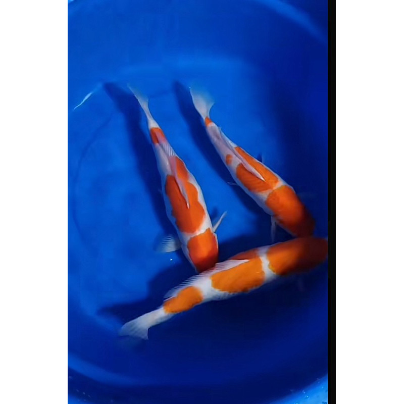 PROMO MURAH INDUKAN KOI KOHAKU SIZE 35CM SUPER CANTIK GRADE A BLITAR