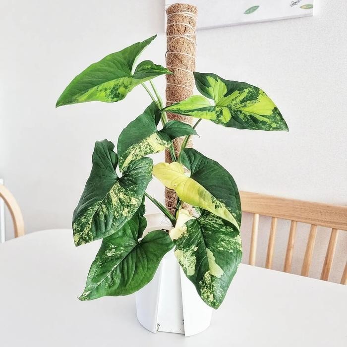 Syngonium variegata yellow / syngonium yellow