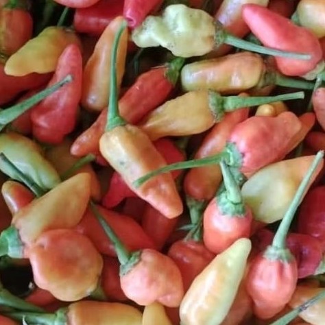 

Paket Cabe Rawit Fresh 1KG