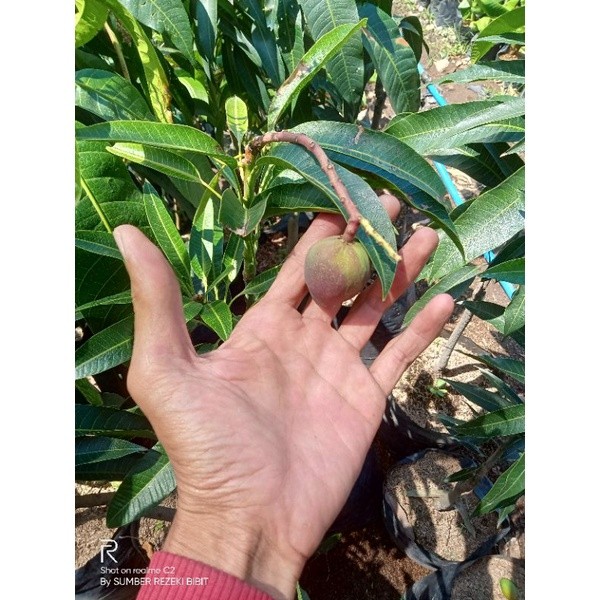 bibit mangga Irwin BERBUNGA UKURAN 1 METER