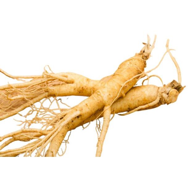 

Gingseng Jawa Gingseng Jamu Gingseng Asli Gingseng merah Korea Gingsen