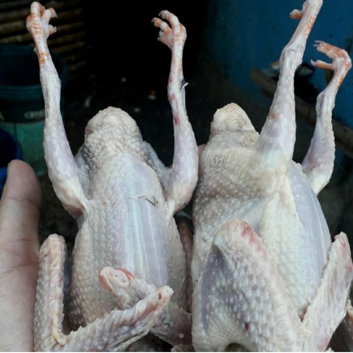 

Daging burung dara muda1ekor