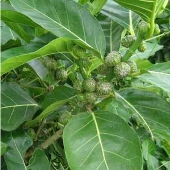 

Daun awar-awar segar