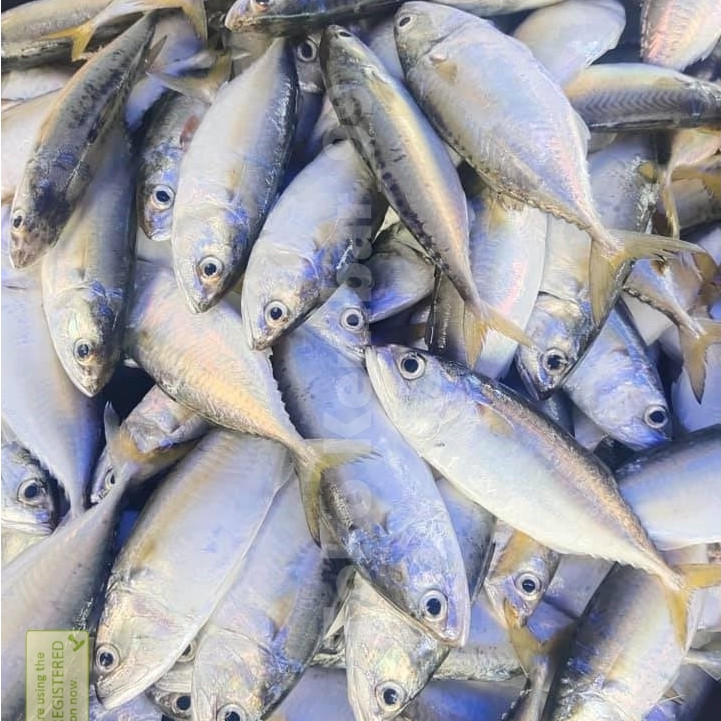 

Ikan Kembung Segar 1Kg Ikan Kembung Gepeng