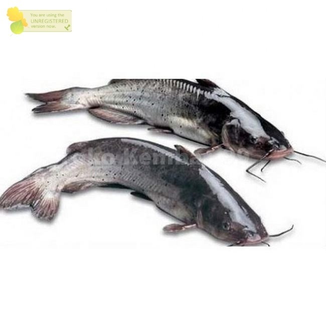 

Ikan Baung Segar Ikan Baung 1Kg