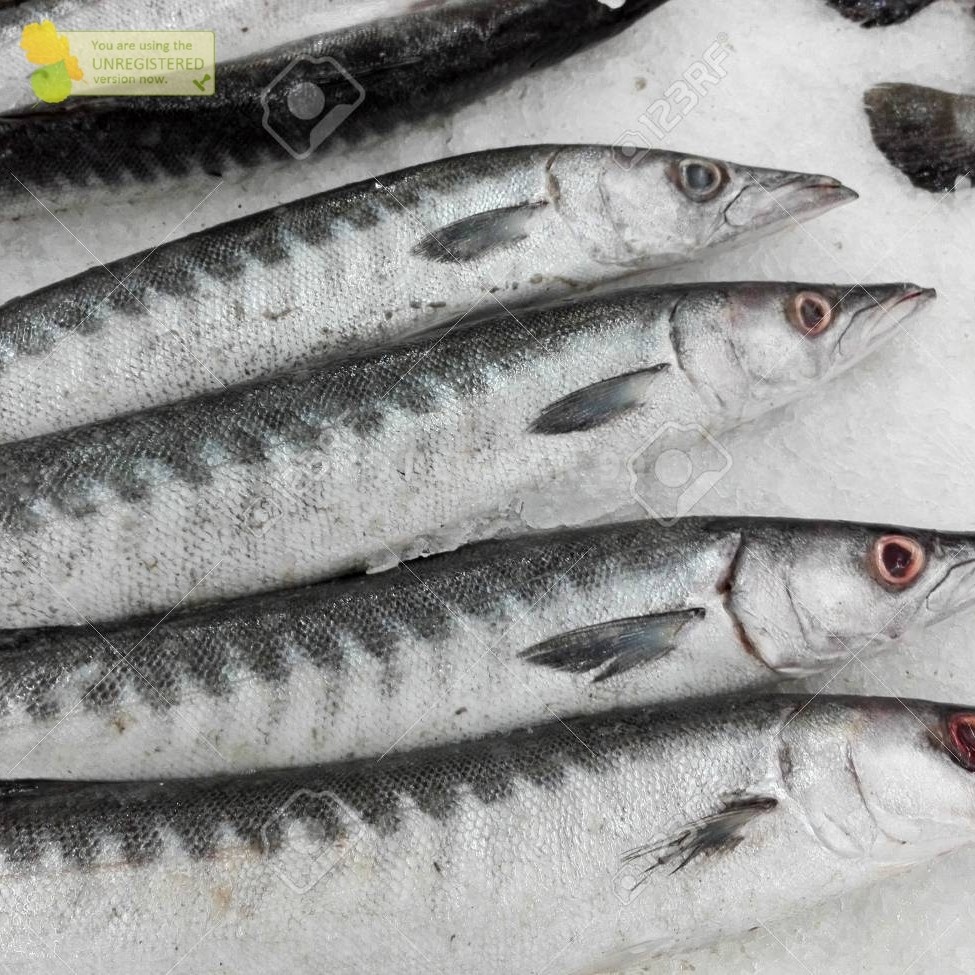 

Ikan Segar 1Kg Ikan Barakuda Segar Ikan Barrakuda Ikan ALU ALU