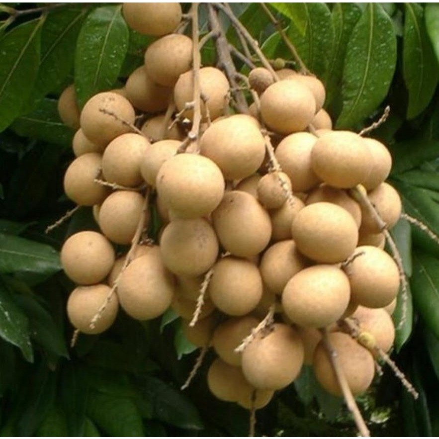 Tanaman Kelengkeng New Kristal BERBUNGA