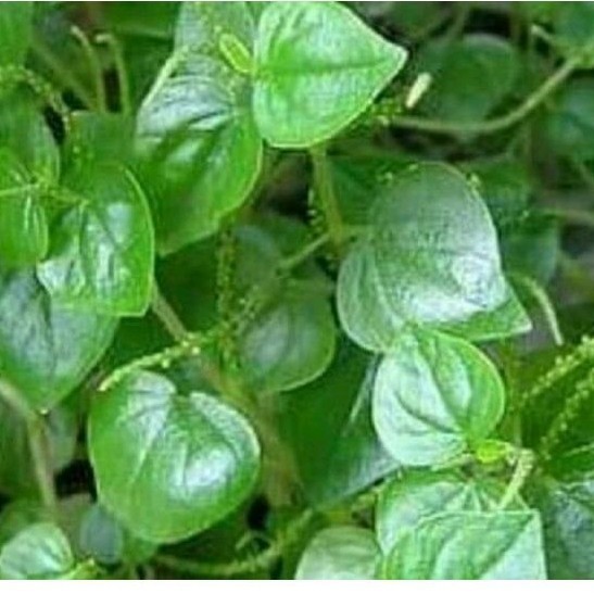 

DAUN SIRIH CINA/KETUMPANG AIR OBAT DEMAM SEGAR FRESH 1 KG