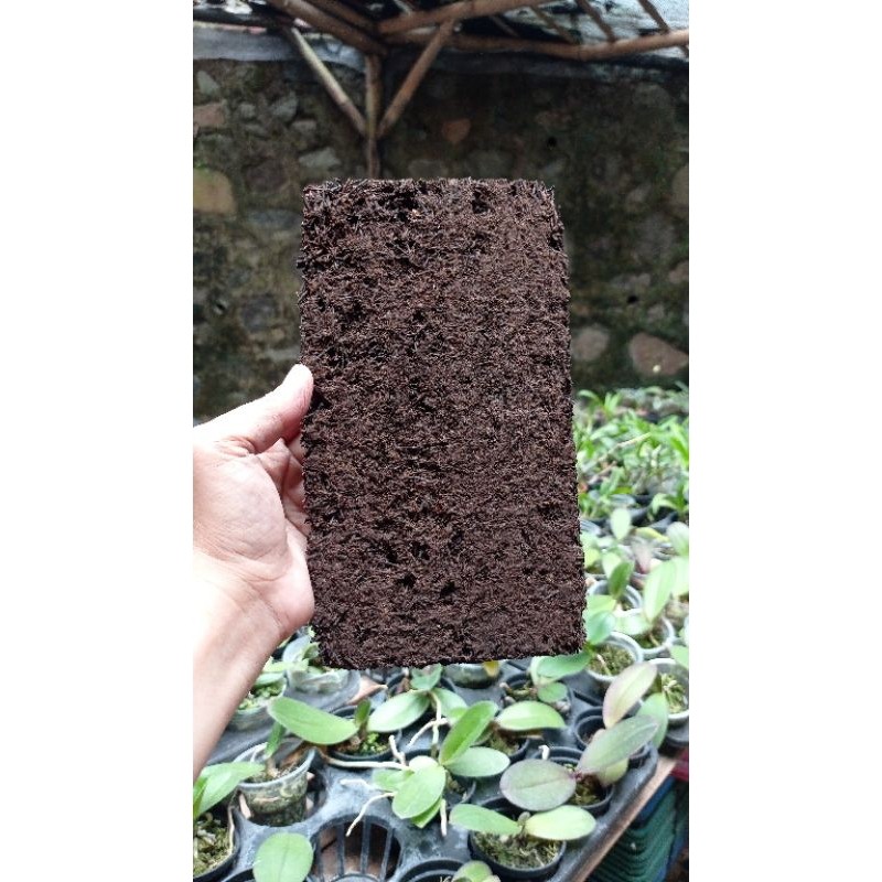 Papan Pakis Media Anggrek Akar Lempeng