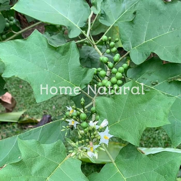 

Buah takokak atau Buah cepokan 500gram