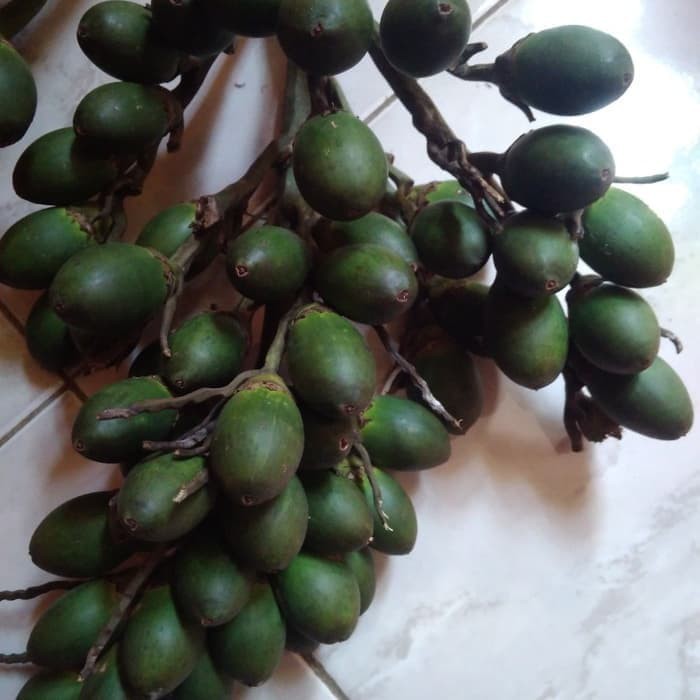 buah pinang / buah jambe muda 1kg