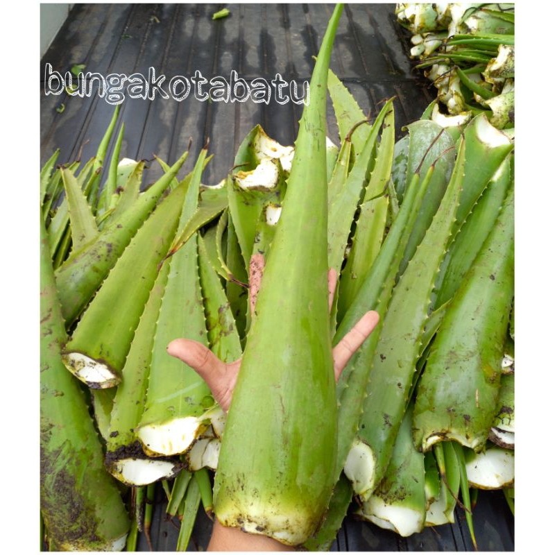 

[NS] Pelepah Lidah Buaya Jumbo Organik 300-500g