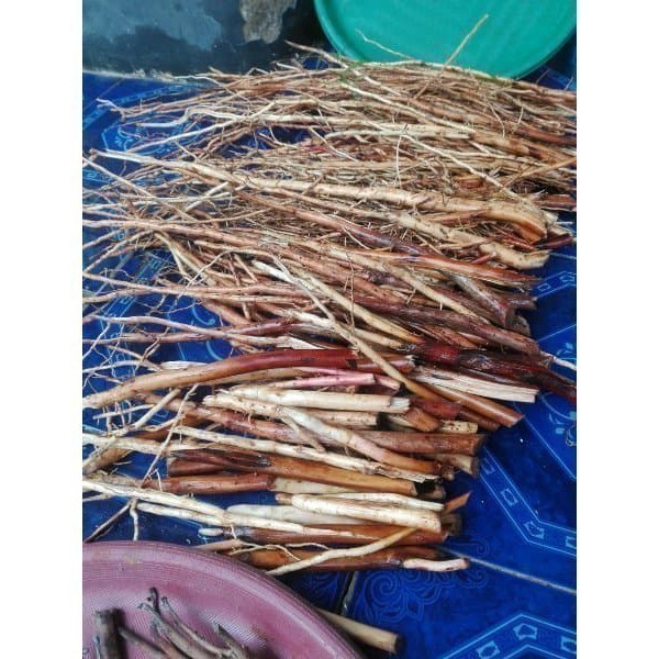 

Promo akar pinang segar 1kg akar jambe fresh COD S.SP