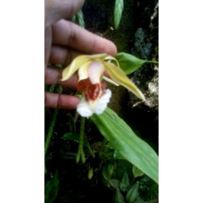 

New silahkan COD Anggrek coelogyne speciosa spesies Terlaris .