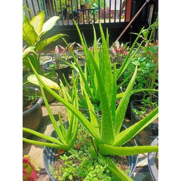 Bisa cod BIBIT LIDAH BUAYA JUMBO (ANAKAN) NY