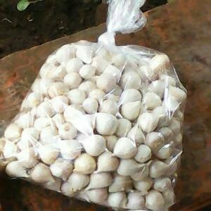 

Bawang Putih Tunggal/Bawang Lanang 250gram Herbal alami - JUMBO